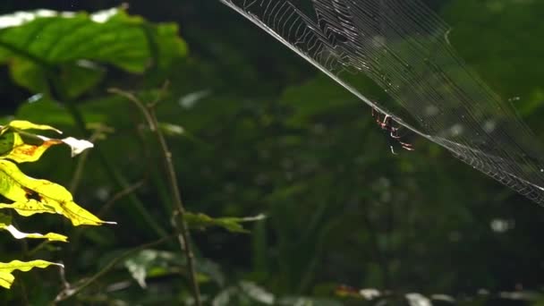 台湾国家娱乐区新北的曼云园森林里一只蜘蛛的慢动作 山间树间的蜘蛛网蜘蛛 — 图库视频影像