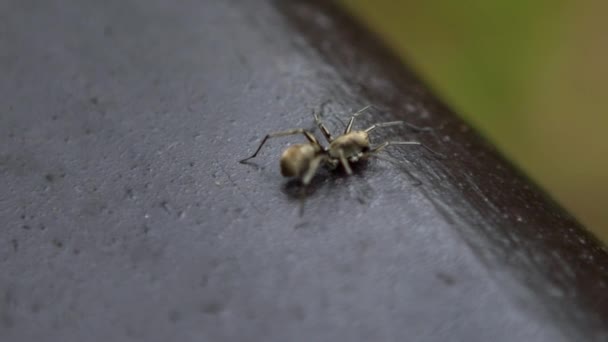 Movimiento Lento Una Araña Bosque Manyueyuan Xinbei Área Recreación Nacional — Vídeo de stock