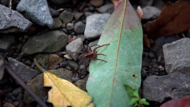 台湾の国家レクリエーションエリアでManyueyuanの森の中でクモの遅い動き — ストック動画