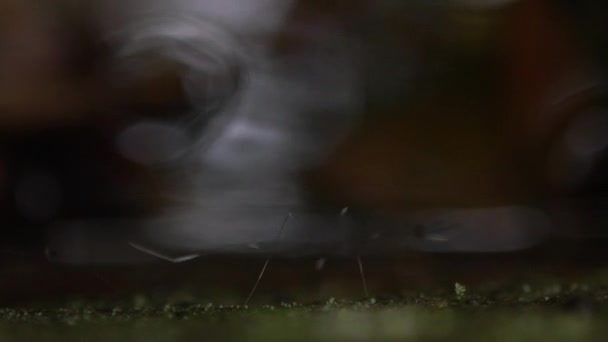 Movimiento Lento Una Araña Bosque Manyueyuan Xinbei Área Recreación Nacional — Vídeos de Stock