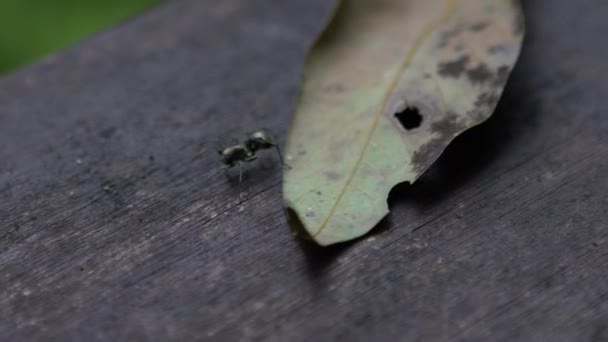 台湾の国家レクリエーションエリアでManyueyuanの森の中でクモの遅い動き — ストック動画