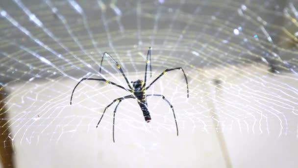 Movimento Lento Uma Aranha Gigante Fêmea Uma Montanha Okinawa Pernas — Vídeo de Stock