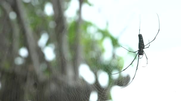 Movimiento Lento Una Araña Hembra Bosques Gigantes Una Montaña Okinawa — Vídeo de stock