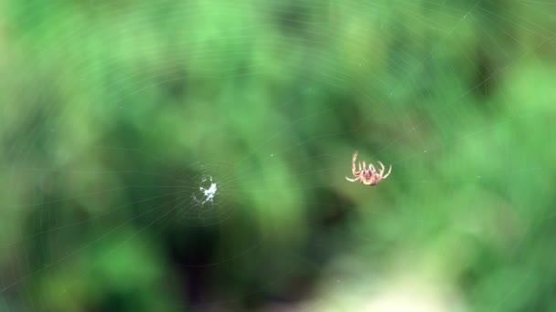 Slow Motion of Araneus diadematus tissage toile. Gros plan croix araignée sur toile d'araignée dans le jardin. Faire son Web. Macro gros plan de petit tissage d'araignée et de faire des réparations à son net.-Dan 