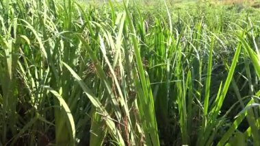 4K A Female Eşekarısı Doana Ulusal Parkı 'nın çimlerinde, Endülüs' te doğal bir rezerv. Argiope bruennichi, İspanya 'da bulunan bir örümcek türü.