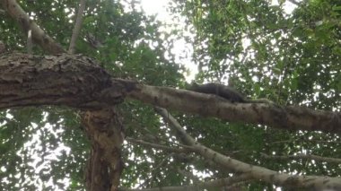 4k, Pallas 'ın sincabı Taipei' deki Daan Park ormanındaki ağacın tepesinde yiyecek arıyor.