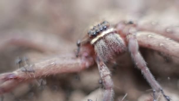 Macro d'un groupe de fourmis attaquant et mangeant une araignée de crabe géant dans la montagne, beaucoup de petites fourmis portent araignée morte pour nidifier pour la nourriture-Dan 