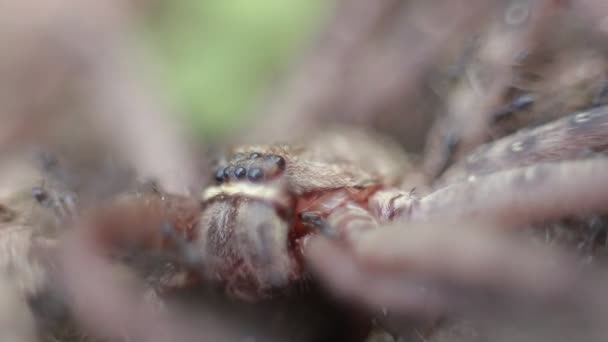 Macro Grupo Hormigas Atacando Comiendo Una Araña Cangrejo Gigante Montaña — Vídeo de stock