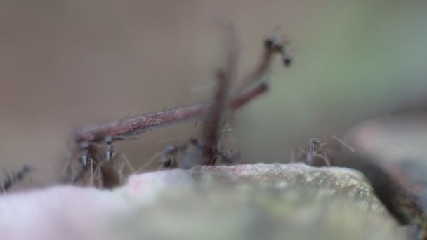 山の中で巨大なカニのクモを攻撃し 食べてアリのグループのマクロ 多くの小さなアリは食べ物のために巣に死んだクモを運ぶダン — ストック動画