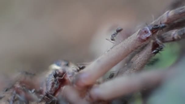 Macro Grupo Formigas Atacando Comendo Uma Aranha Caranguejo Gigante Montanha — Vídeo de Stock