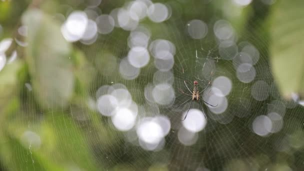 Une araignée géante des bois femelles dans la forêt de montagne de Taipei, grandes jambes étaient d'environ 10-15cm de bout en bout, Taiwan-Dan 
