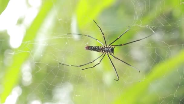 Μια Θηλυκή Γιγαντιαία Αράχνη Δάσος Στο Ορεινό Δάσος Της Ταϊπέι — Αρχείο Βίντεο