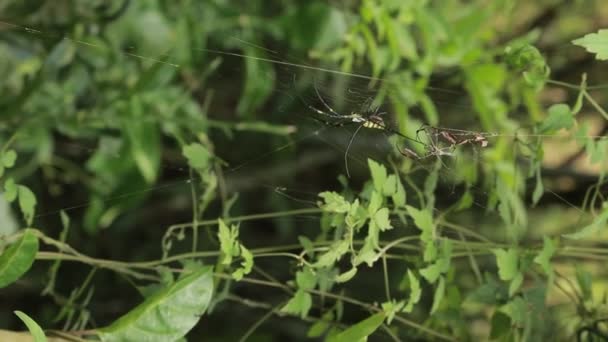 Una Araña Avispa Hembra Con Reproducción Masculina Bosque Montañoso Taipei — Vídeos de Stock