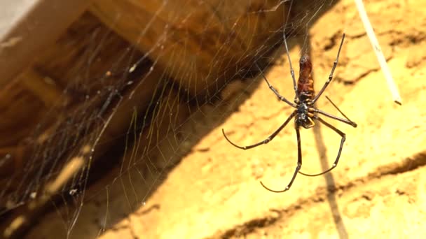 4K中国英语学习网台北一座房子山上 一只雌性巨大的森林蜘蛛 它的大腿从头到脚大约10 15厘米 — 图库视频影像