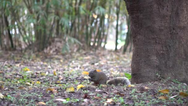 Esquilo Bonito Pallas Está Comendo Comida Chão Floresta Daan Park — Vídeo de Stock