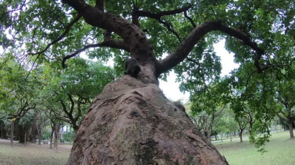 丹大安公园森林 一只可爱的松鼠在树枝上散步 感到好奇 — 图库视频影像