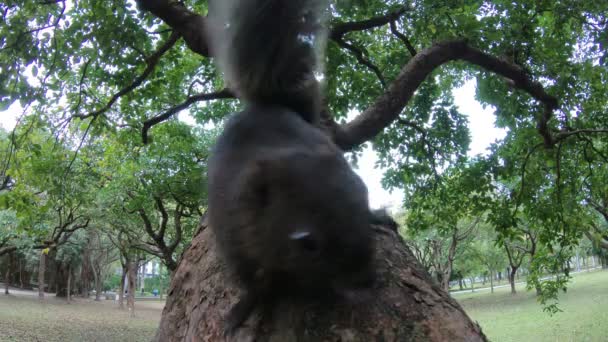 Cute Pallas Squirrel Walking Feel Curious Branch Tree Daan Park — стоковое видео