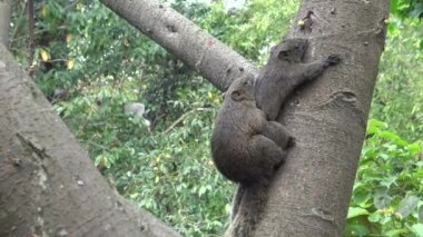 4k, Pallas 'ın sincabı Taipei' deki Daan Park Ormanı 'nda seks yaptı.