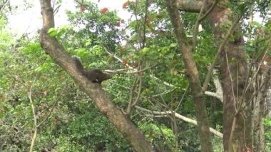 4k, Pallas 'ın sincabı Taipei şehrinin Daan Park ormanındaki ağacın tepesinde koşup oynuyor.