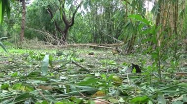Pallas 'ın sincabı yerde yiyecek arıyor bambu ormanındaki Daan parkında, Taipei şehri 4K