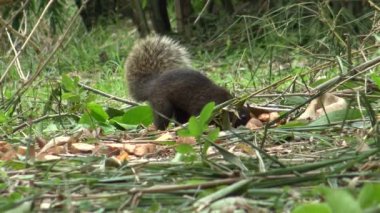 Pallas 'ın sincabı yerde yiyecek arıyor bambu ormanındaki Daan parkında, Taipei şehri 4K