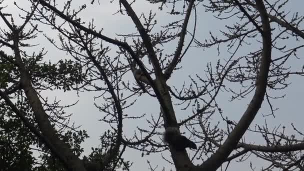 パラスのリスが走り 台北市の大安公園の森の上で遊ぶ Dan — ストック動画