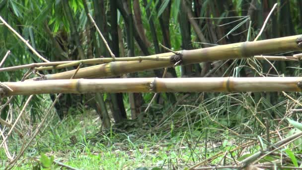 Ardilla Pallas Está Lombriendo Una Rama Bambú Bosque Bambú Del — Vídeos de Stock