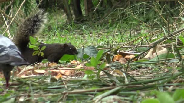 Ardilla Pallas Buscando Comida Suelo Parque Daan Bosque Bambú Ciudad — Vídeos de Stock