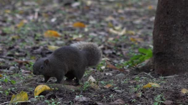 Slow Motion Cute Pallas Squirrel Walking Jumping Sinta Curioso Chão — Vídeo de Stock