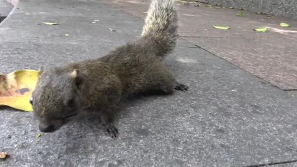 かわいいパラスのリスが走り 台北市 ダンの公園でアスファルトの地面で遊ぶ — ストック動画