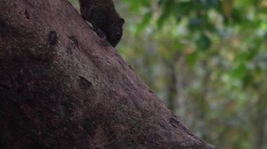 Tatlı Pallas 'ın sincabı yavaşça yürüyor ve Daan Park Ormanı, Taipei-Dan' deki bir ağacın dalında merak uyandırıyor.