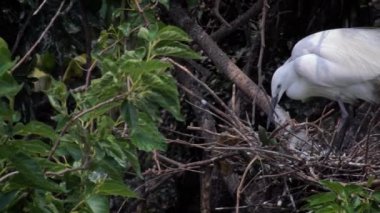 Beyaz kuş Egretta Garzetta 'nın baharda yuvalanma hareketi. Yetişkin bir balıkçıl, Taipei 'deki Daan Ormanı Parkı' ndaki gölün ağacındaki yuvayla ilgilenir. Tayvan-Dan