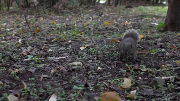 Moción Lenta Una Linda Ardilla Palas Caminando Saltando Siéntete Curioso — Vídeos de Stock