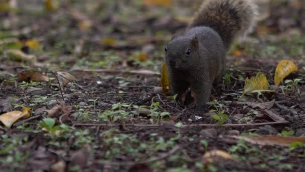 かわいいパラスのリスウォーキングとジャンプのスローモーション 大安公園の森の床で好奇心をそそられる 台北ダン — ストック動画