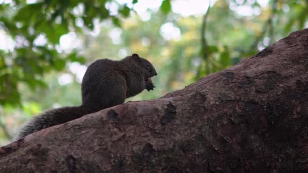 Mouvement Lent Mignon Écureuil Pallas Mange Nourriture Sur Arbre Forêt — Video