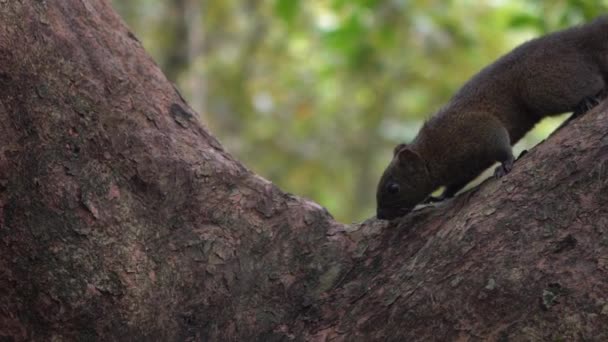 かわいいパラスのリスウォーキングのスローモーションと台北丹大公園の森の木の枝に興味津々 — ストック動画