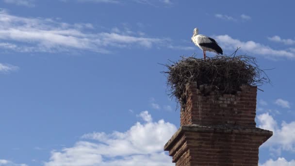 スペイン ダンの町で青い空の列の上に巣の上に4Kコウノトリ — ストック動画