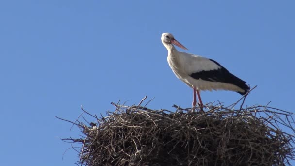 スペイン ダンの町で青い空の列の上に巣の上に4Kコウノトリ — ストック動画