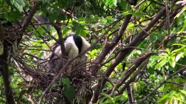 4k, héron noir nichant au printemps. Un oiseau adulte Nycticorax prendre soin du nid sur l'arbre du lac au parc forestier Daan à Taipei, capitale de Taiwan-Dan 
