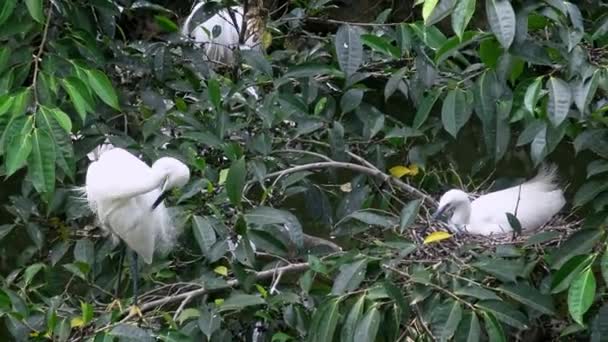 ホワイトバード春に巣を作るエグレッタ ガルゼッタ 台湾の首都 台北の大安森林公園にある湖の木の上の巣に気をつけてください — ストック動画