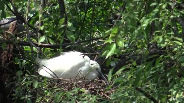 Bílý Pták Egretta Garzetta Malý Ptáček Stará Hnízdo Stromě Jezera — Stock video