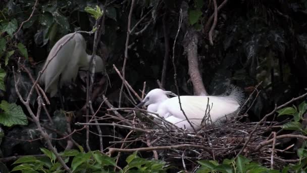Zeitlupe Des Weißen Vogels Egretta Garzetta Der Frühling Nistet Ein — Stockvideo