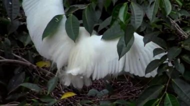 4k, Beyaz Kuşlar Egretta Garzetta yuvada yumurtalarla seks yapıyor. Yetişkinler Tayvan 'ın Taipei kentindeki Daan Ormanı Parkı' ndaki gölün ağacında eşleşiyorlar. Bahar-Dan 'de kuşlar çoğalıyor.