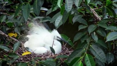 4k, Beyaz Kuşlar Egretta Garzetta yuvada yumurtalarla seks yapıyor. Yetişkinler Tayvan 'ın Taipei kentindeki Daan Ormanı Parkı' ndaki gölün ağacında eşleşiyorlar. Bahar-Dan 'de kuşlar çoğalıyor.