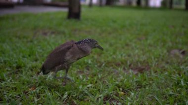 Tayvan-Dan 'de yağmurlu bir günde Daan Park Taipei' nin yeşil çimlerinde 4K Malayan gece kuşu