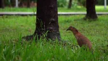 Tayvan-Dan 'de yağmurlu bir günde Daan Park Taipei' nin yeşil çimlerinde yavaş çekim yapan Malezyalı balıkçıl.
