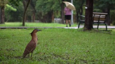 Tayvan-Dan 'de yağmurlu bir günde Daan Park Taipei' nin yeşil çimlerinde yavaş çekim yapan Malezyalı balıkçıl.