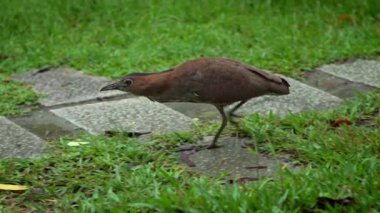 Tayvan-Dan 'de yağmurlu bir günde Daan Park Taipei' nin yeşil çimlerinde yavaş çekim yapan Malezyalı balıkçıl.