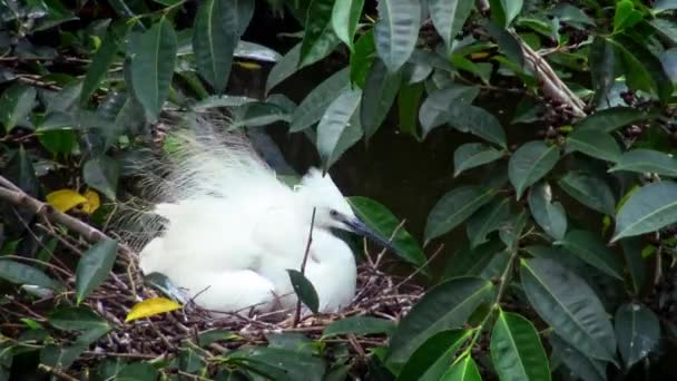白い鳥Egretta Garzettaは卵と巣の中でセックスをしています 台湾の台北市にある大安森林公園では 小さなお子様が湖の木の上でペアリングをしています 春ダンでの鳥の繁殖 — ストック動画