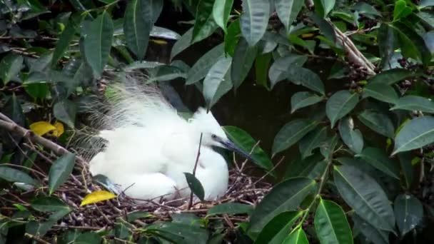 Vita Fåglar Egretta Garzetta Har Sex Boet Med Ägg Vuxna — Stockvideo